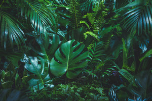 Sustainability & Style: What We Can Do For World Rainforest Day